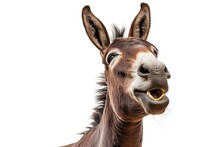 Portrait Of A Joyful Happy Smiling Donkey Isolated, AI Generated