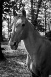 Fototapeta  - portrait of horse