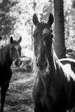 Fototapeta  - portrait of horses