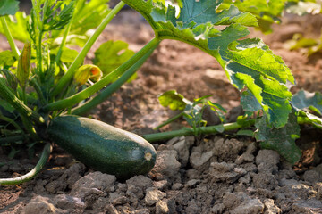 zucchini growing in vegetable garden on summer day