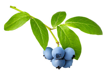 Wall Mural - branch of ripe blueberries isolated on white