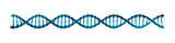 Fototapeta Sport - Double helix DNA molecule isolated. Molecular genetics and Genetic engineering