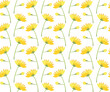 Botanical plant flowers dandelions seamless pattern vector illustration. Daisy yellow flower on white background. Graphic design for greeting, banner, holiday, celebration, fashion, cover