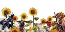 Horizontal Frame With A Composition Of Cows, Sheep And Chickens. Farm Animals Graze In A Field Of Sunflowers. Digital Illustration On A White Background. Template For Design, Postcards, Posters