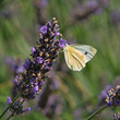White cabbage butterfly on fading lavender flowers