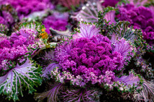 Decorative Cabbage Purple Lace Flower Blossom, Closeup With Dew Drops, Selective Focus