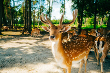 Red Deer Fallow Deer Majestically Powerful Animal In The Forest. Animals In The Natural Forest. The Wild Nature Landscape. Deer Garden.