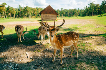 Red deer fallow deer majestically powerful animal in the forest. Animals in the natural forest. The wild nature landscape. Deer garden.