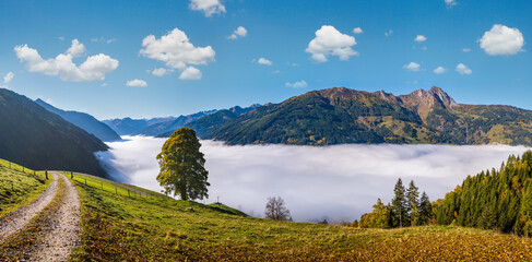 Misty autumn morning mountain and big lonely tree view from hiking path near Dorfgastein, Land Salzburg, Austria.