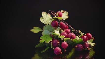 Wall Mural - branch of ripe gooseberries on black background