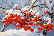 Rowan Berries In Snow