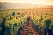 Leinwandbild Motiv Workers harvesting grapes, a bounty of nature's finest, ready to craft the essence of exquisite wine.