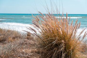 Wall Mural - Yellow grass on the beach in Spain. White waves on the azure background of the sea. High quality photo