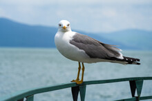 Close-up Of A Beautiful Seagull Sitting On A Metal Railing, Looking Into The Camera Against The Background Of A Lake And Mountains