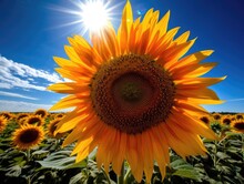This Piece Features A Vibrant, Towering Sunflower, Its Petals Aglow In The Light Of A Clear Blue Sky. The Flower Stands Tall, Emanating Cheer And Fortitude.