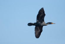 Double Crested Cormorant Flying Overhead
