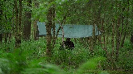 Wall Mural - A man sitting under a forest shelter tarpaulin in the rain