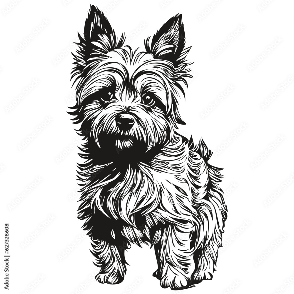 Cairn Terrier dog breed line drawing, clip art animal hand drawing ...