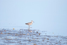 Willet Wading Into Calm Waters