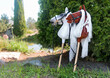 Two hobby horses are waiting for the riders. Equestrian sports. Equestrian equipment. Sports. Summer. The sun. Banner. Outdoors. Close-up