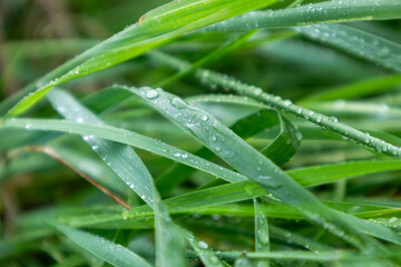 Wall Mural - Green spring grass leaves in rain water drops close-up with blur. Nature fresh  patterns