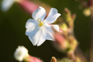 Wall Mural - Silene latifolia, white campion flower closeup selective focus