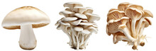 Set Of Mushrooms. One White Mushroom. Bunch Of Oyster Mushrooms. Fresh Mushrooms. Isolated On A Transparent Background. KI.