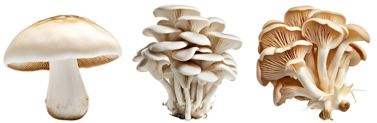 Wall Mural - Set of mushrooms. One white mushroom. Bunch of oyster mushrooms. Fresh mushrooms. Isolated on a transparent background. KI.