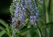 pszczoła,kwiaty,nektar,miód,praca,lato