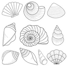 Marine Theme Set. Sea Shells. Different Seashells Isolated On White Background. Vector Illustration Sketch Style