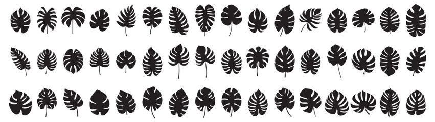 Wall Mural - set of leaf silhouette elements. collection of monstera silhouettes on isolated background. vector i