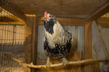 Rooster In A Chicken House; Davey, Nebraska, United States Of America