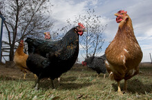 Group Of Chickens Gather On Farmyard; Davey, Nebraska, United States Of America