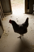 Barred Plymouth Rock Chicken In A Barn On A Farm; Davey, Nebraska, United States Of America