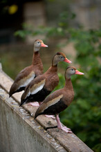 Three Black-bellied Whistling Ducks (Dendrocygna Autumnalis) Standing In A Row On A Wall; San Antonio, Texas, United States Of America