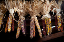 Bundles Of Indian Corn Decorate The Exterior Of A Building; Lincoln, Nebraska, United States Of America