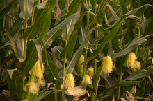Non-irrigated Corn Growing On Farmland Near Bennet, Nebraska, USA; Bennet, Nebraska, United States Of America