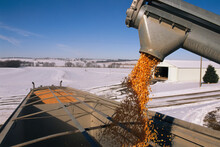 Corn Pours From An Auger Into A Grain Truck; Fairfax, Missouri, United States Of America