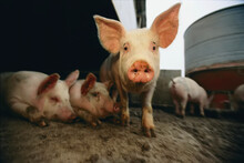A Cute Pig Looks Up His Snout At The Photographer; Bennet, Nebraska, United States Of America