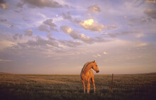 Lone Horse Stands By A Barbed Wire Fence In The Sunset Light; Howes, South Dakota, United States Of America