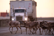 Caribou Crowd A Road In Search Of Relief From Biting Mosquitoes