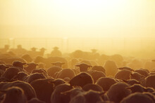Sheep Pen (Ovis Aries) In Golden Sunlight On On A Ranch; Evanston, Wyoming, United States Of America