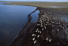 Caribou (Rangifer Tarandus) Herd On The Tundra; North Slope, Alaska, United States Of America