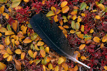 Feather Wet With Water Droplets And Autumnal Coloured Plants Of The Tundra; North Slope, Alaska, United States Of America