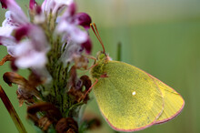 Clouded Sulphur Butterfly (Colias Philodice Vitabunda) Resting On A Flowering Plant; North Slope, Alaska, United States Of America