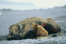 Grizzly Bear (Ursus Arctos Horribilis) Scavenges A Beached Whale; Deadhorse, Alaska, United States Of America