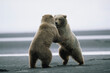 © Designpics - Two Grizzly bears (Ursus arctos horribilis) playfully spar along Hallo Bay in Katmai National Park and Preserve, Alaska USA; Alaska, United States of America