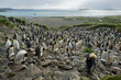 South Georgia Island's Salisbury Plain, where an estimated 100,000 king penguins (Aptenodytes patagonicus) go to nest each year; South Georgia Island