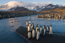 One Of The Largest King Penguins (Aptenodytes Patagonicus) Colonies In The World At 100,000 Nesting Pairs On St. Andrews Bay In South Georgia; South Georgia Island