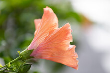 Close-up Of An Orange Hibiscus (Hibiscus Rosa-sinensis) Flower Bud Opening Up In Kihei; Maui, Hawaii, United States Of America